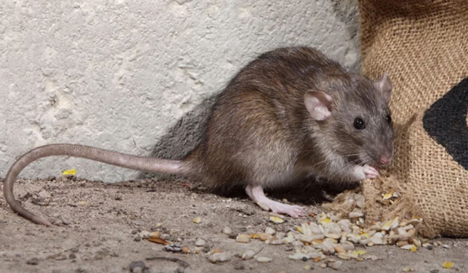 фото: Профессиональная дератизация в Пироговском: <br/>+7-909-173-42-96