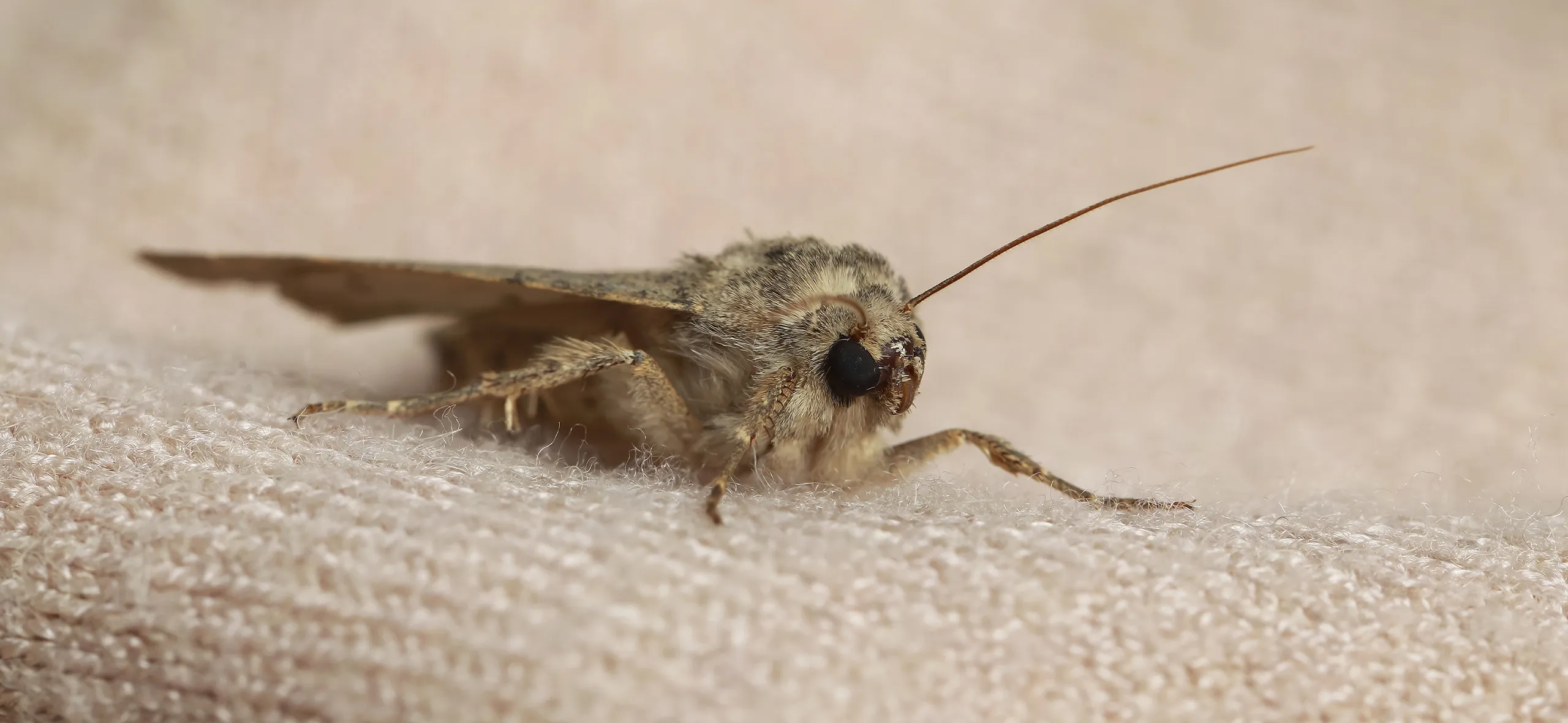 фото: Профессиональная обработка от моли в Пироговском: <br/>+7-909-173-42-96